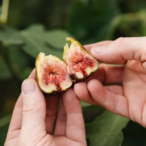 Vijg.pngv1763999177 Figuier 'Brown Turkey' BIO