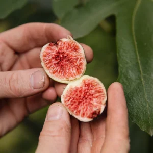 Vijg_6.pngv1763999236 Figuier nain 'Little Miss Figgy' BIO