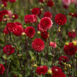 Viking.pngv1763904281 Dahlia 'Viking'