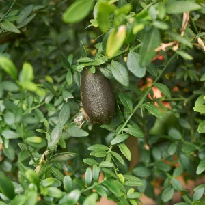 Vingerlimoen_2.pngv1742384345 Citron caviar - Citrus australasica