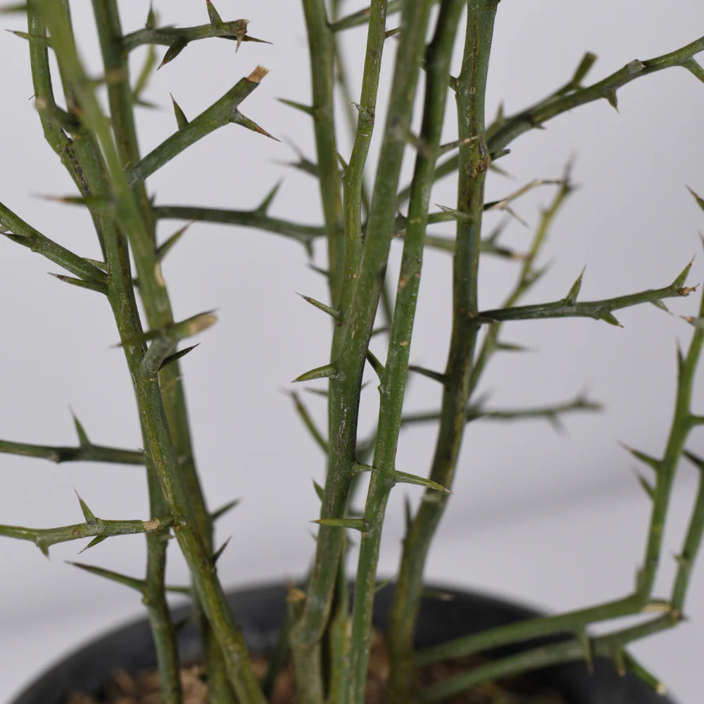 Citron sauvage - Poncirus trifoliata – Image 4