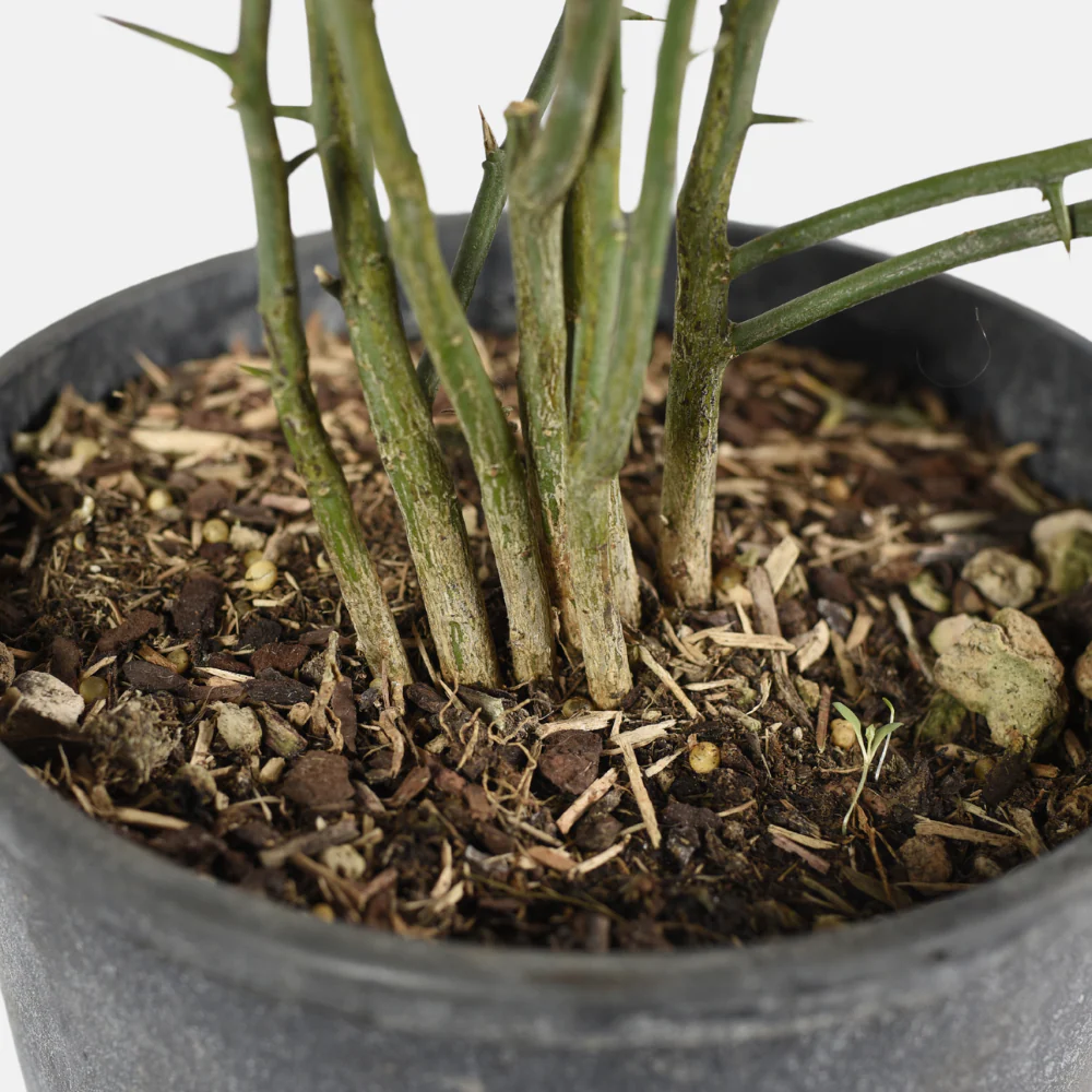 Citron sauvage - Poncirus trifoliata – Image 5