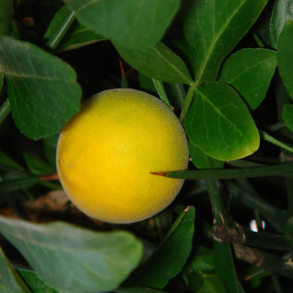 Citron sauvage - Poncirus trifoliata – Image 2