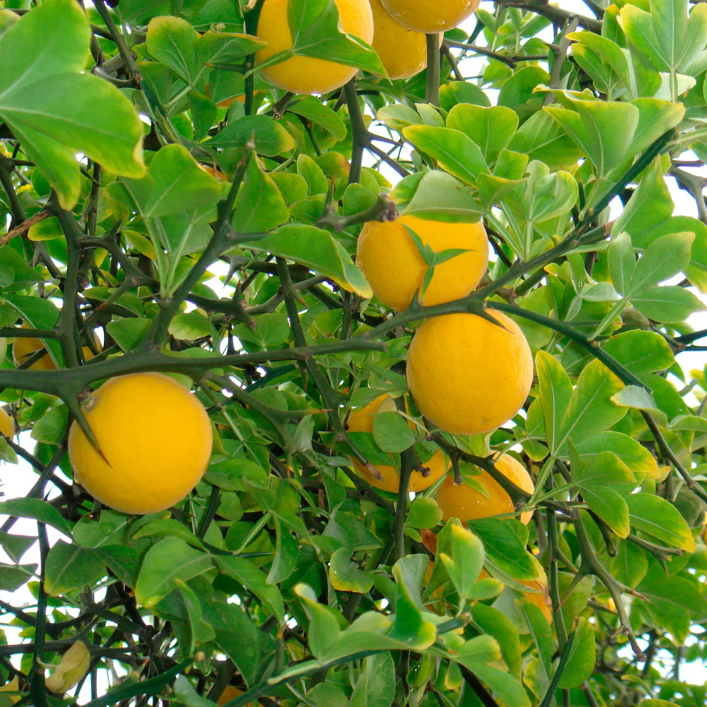 Citron sauvage - Poncirus trifoliata