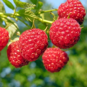Framboise d'été 'Willamette' bio - mi-saison