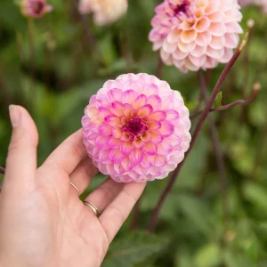 WineEyedJill.pngv1763845565 Dahlia 'Wine Eyed Jill'