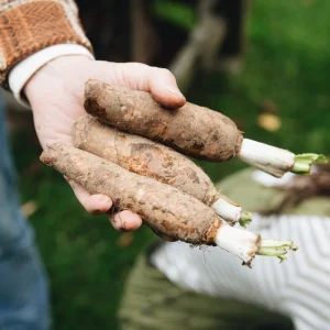 racines de chicorée biologiques