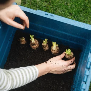 Witlofwortels_en_kweekbak.pngv1759578914 Kit de culture de chicorée - Conteneur de culture et 50 racines de chicorée