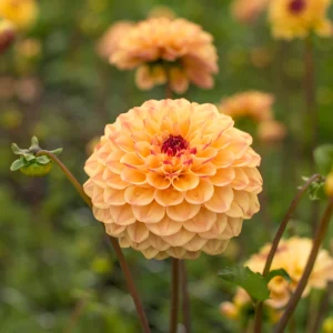 YellowJill.pngv1760366713 Dahlia 'Yellow Jill'