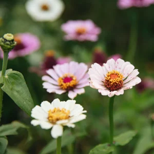 Zinnia elegans - 'Pêches et crème'
