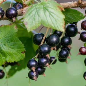 Cassis / baie de cassis 'Titania' BIO