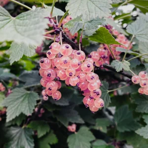 Groseille rouge 'Jokheer van Tets' BIO