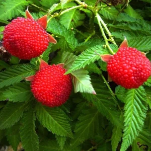 Fraise Framboise - Racine nue