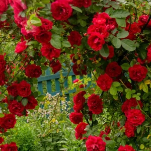 Rosier grimpant Musimara