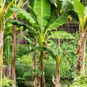 Collection de 3 Bananiers Sakhalin / Sapporo / basjoo x hybridum