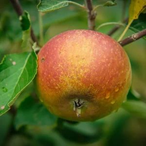 Pommier à tige basse 'Cox's Orange Pippin' BIO