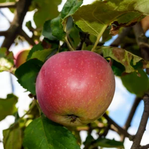 Pommier à tige basse 'Elstar' BIO