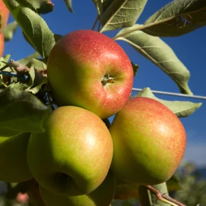 Pommier à tige basse 'Jonagold' BIO