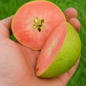 Pommier sanguin à demi-tige 'Perle rose'