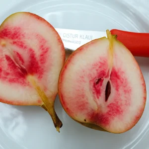 bloedpeer_1.pngv1758097410 Demi-tige de poirier de sang 'Summer Blood Pear'