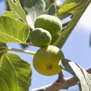 dikstevijg.pngv1758096992 Figuier 'Figuier le plus épais'