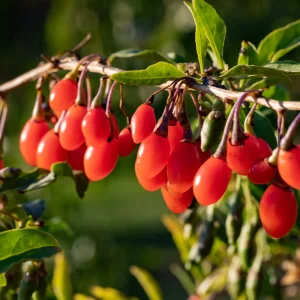 Biographie de la baie de goji « Succès instantané »
