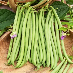 Haricot nain fin Delinel