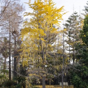 Ginkgo biloba Arbre aux quarante écus