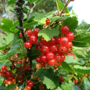 Groseille rouge 'Jokheer van Tets' BIO