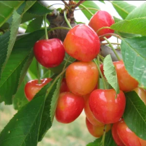 Cerisier à tige basse 'Bigarreau Napoléon' BIO