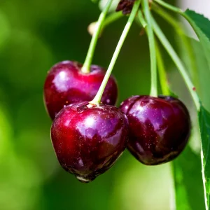 Cerisier à tige basse 'Regina' BIO