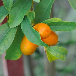 kumquat.pngv1758102233 Érémoiranger