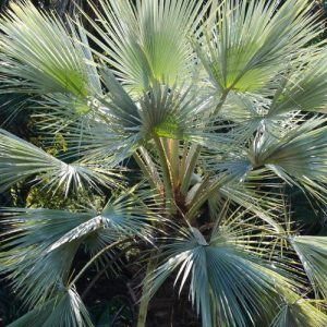 Palmier bleu du Mexique