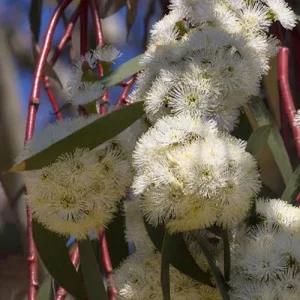 Eucalyptus pauciflora ssp. niphophila