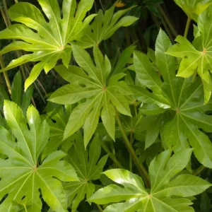 Fatsia japonica