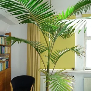 Palmier royal australien de Cunningham