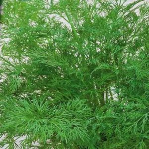 Aneth Bouquet Compatto