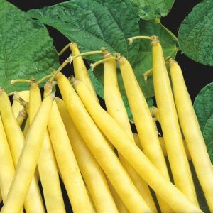 Haricot nain Orinoco wax