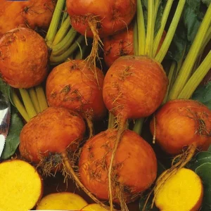 Betterave jaune Burpee's Golden