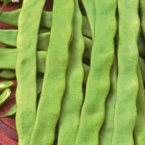 Haricot à rames Algarve