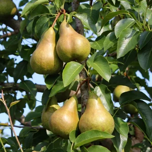 Poirier 'Doyenné du Comice' BIO