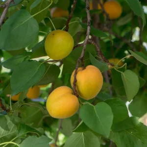 Prunier à tige basse 'Mirabelle de Nancy' BIO