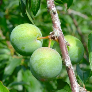 prunier à tige basse 'Reine Claude Verte' BIO