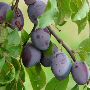 Prunier à tige basse 'Le Tsar' BIO