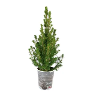 Petit sapin de Noël