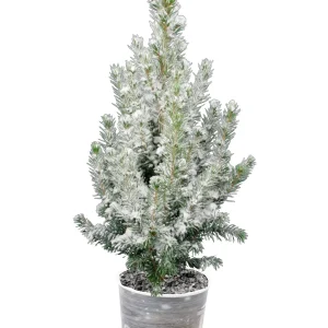 Petit sapin de Noël à replanter avec neige + pot décoratif