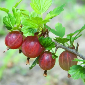 Groseille rouge 'Hinnonmaki Red' BIO