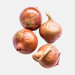 Plante échalote 'Biztro' BIO