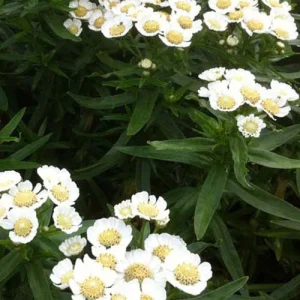 3 Achillées sternutatoires Nana Compacta