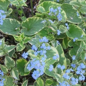 Myosotis du Caucase Hadspen cream